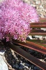 Allium hoffmanii