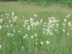 Filipendula vulgaris