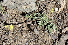 Lomatium ciliolatum