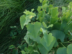 Aristolochia clematitis