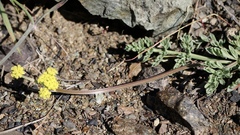 Lomatium ciliolatum