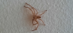 Sparassidae