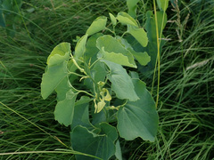 Aristolochia clematitis
