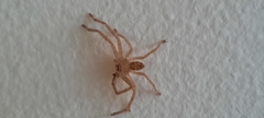 Sparassidae