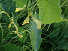 Aristolochia clematitis