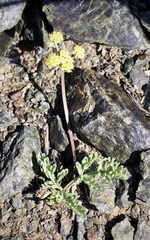 Lomatium ciliolatum