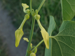 Aristolochia clematitis
