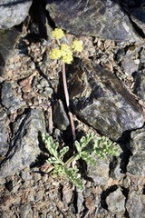 Lomatium ciliolatum