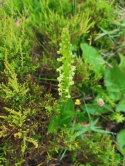 Platanthera pollostantha