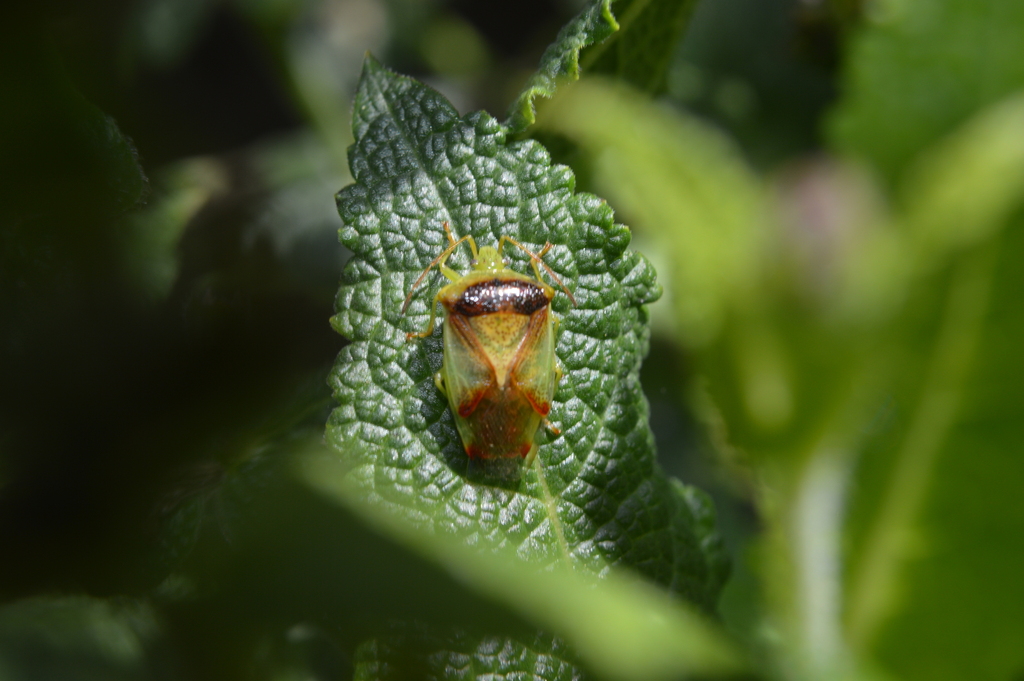 Red-cross Shield Bug in June 2022 by tom-servo · iNaturalist
