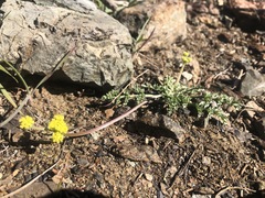 Lomatium ciliolatum