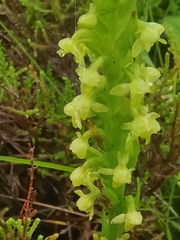 Platanthera pollostantha
