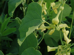 Aristolochia clematitis