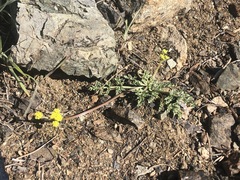 Lomatium ciliolatum