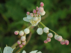 Filipendula vulgaris