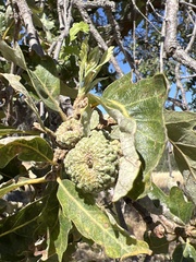 Quercus × jolonensis