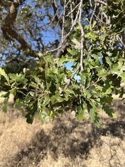 Quercus × jolonensis