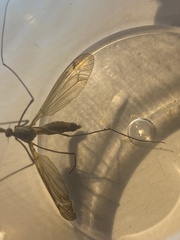 Tipula luteipennis