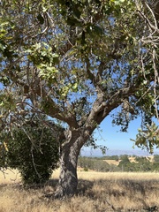 Quercus × jolonensis