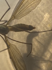 Tipula luteipennis