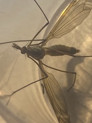 Tipula luteipennis