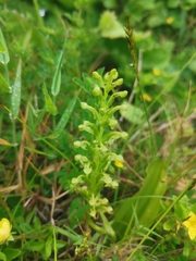 Platanthera micrantha