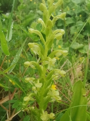 Platanthera micrantha