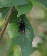 Protichneumon grandis