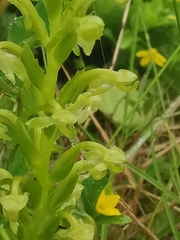 Platanthera micrantha
