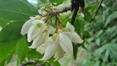 Arthroclianthus