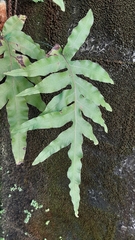 Polypodiaceae