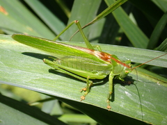 Tettigonia viridissima