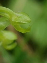 Platanthera micrantha