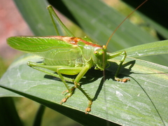 Tettigonia viridissima