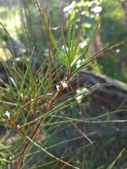 Hakea actites