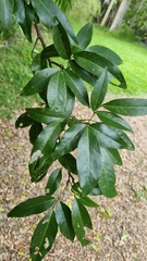 Arthroclianthus