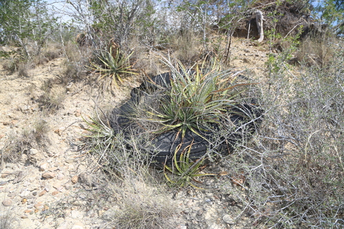 Image of Hechtia glomerata by (c) Reid Hardin, some rights reserved (CC BY)