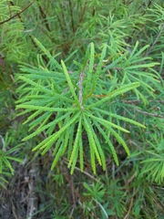 Banksia collina