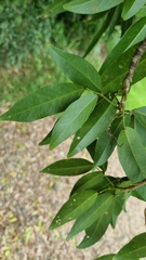 Arthroclianthus
