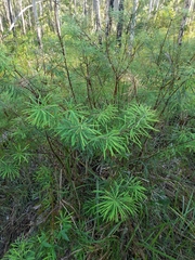 Banksia collina