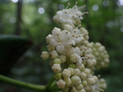 Viburnum alabamense