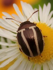 Zygogramma suturalis