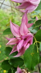 Arthroclianthus