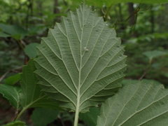 Viburnum alabamense