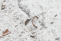 Traumatomutilla americana