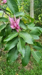 Arthroclianthus