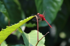 Erythemis carmelita