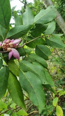 Arthroclianthus
