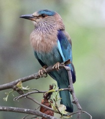 Indian Roller photo 3