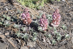 Lupinus constancei